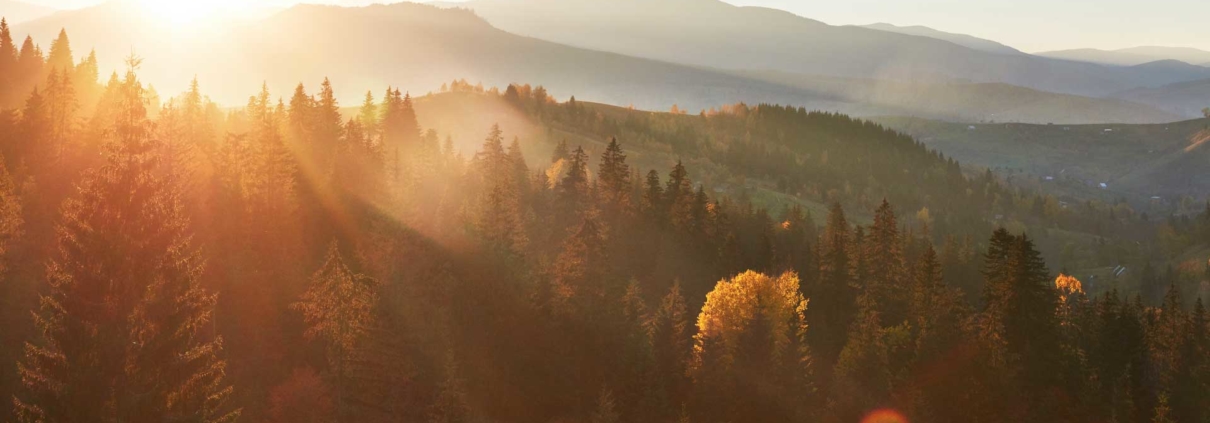Golden sunbeams pierce a misty autumn forest in the mountains at sunrise, illuminating tall pine trees and a yellow tree.